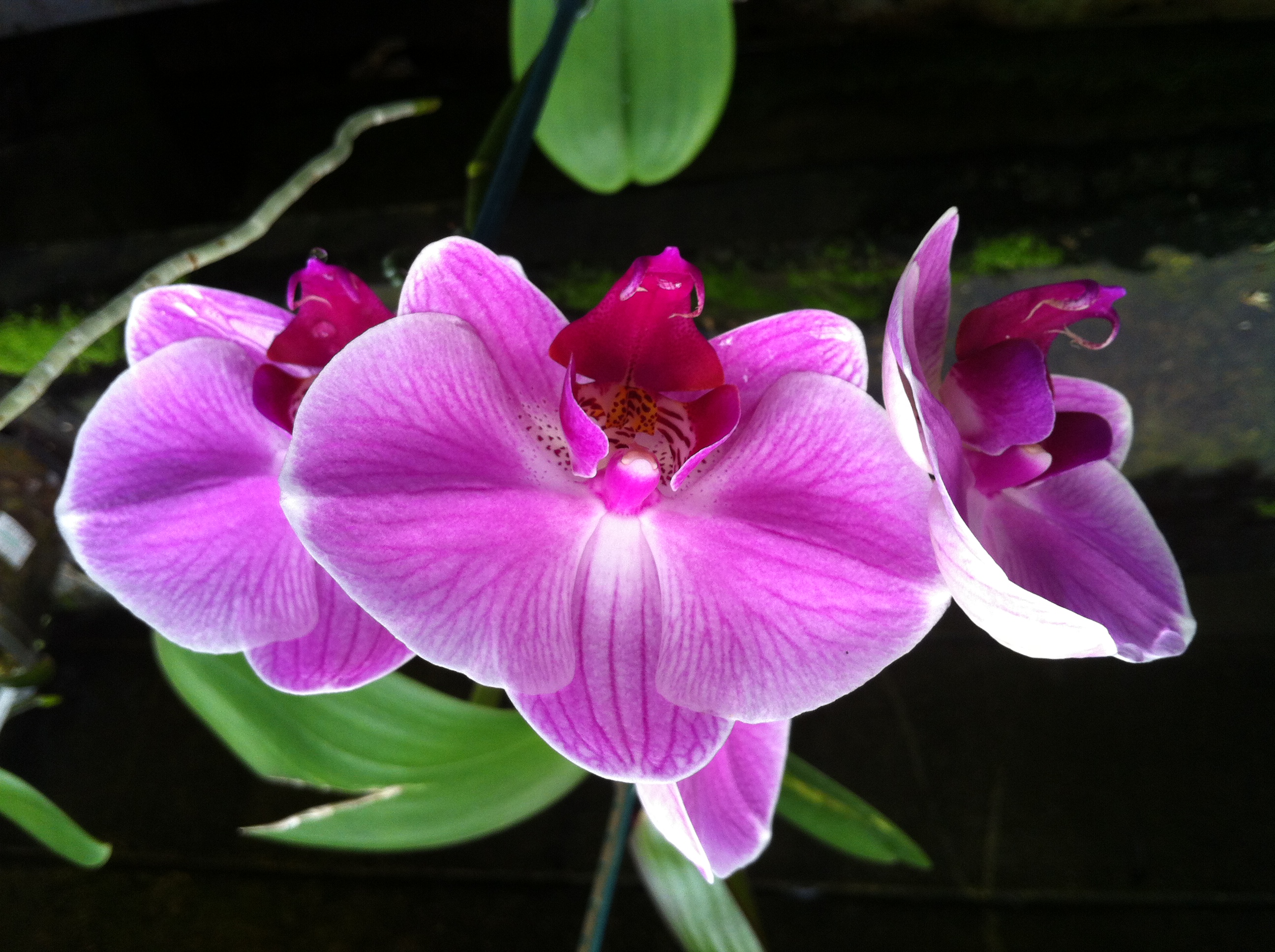 flowers